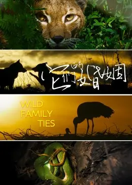 婚姻的真相：《它们的婚姻》深度剖析，爱情童话的破碎与重塑，情感关系的反思